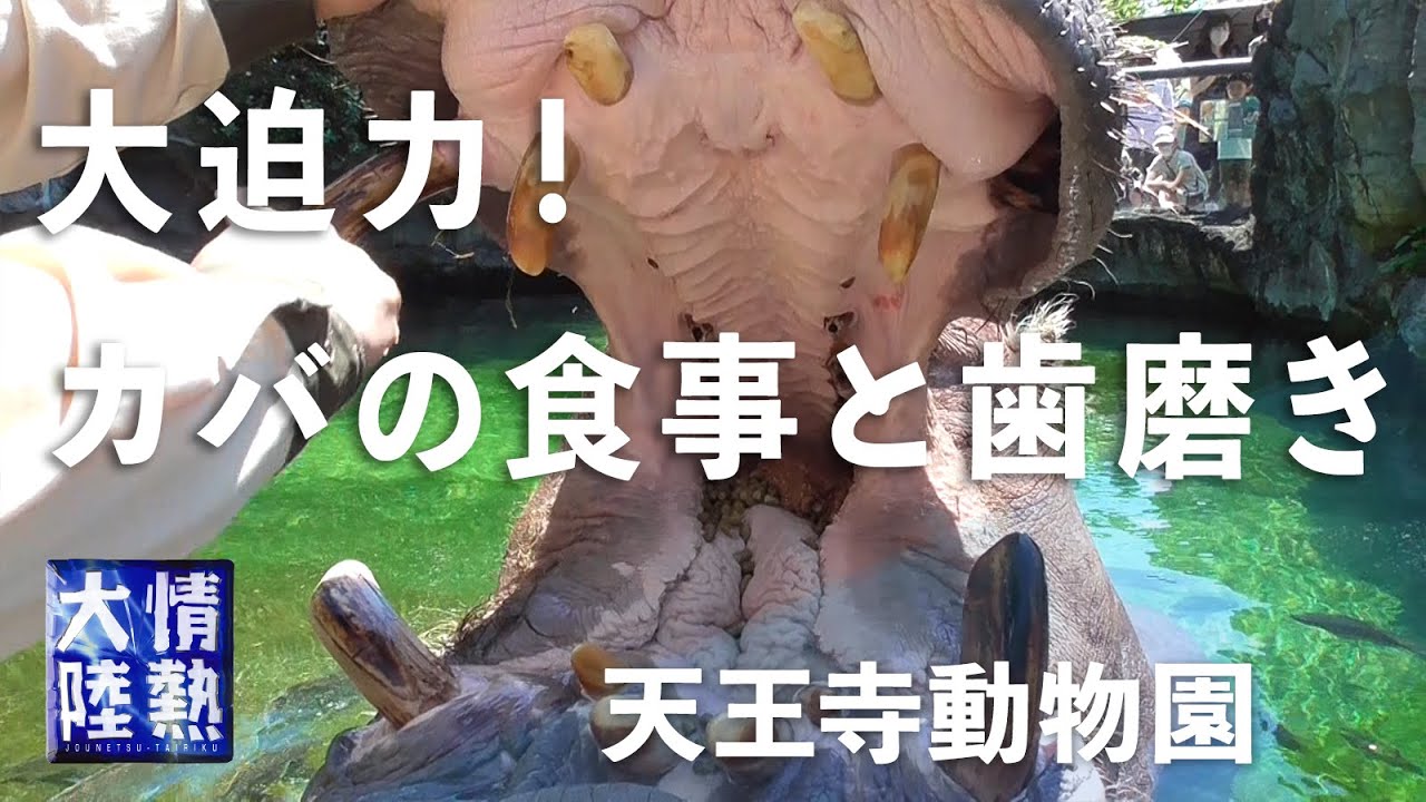 【大接近】動物園の飼育員さんにカメラを渡したら… ／ カバの歯磨き・チンパンジーの健康診断・キリンの舌ほか　Hippo, Chimpanzee, Giraffe, etc.