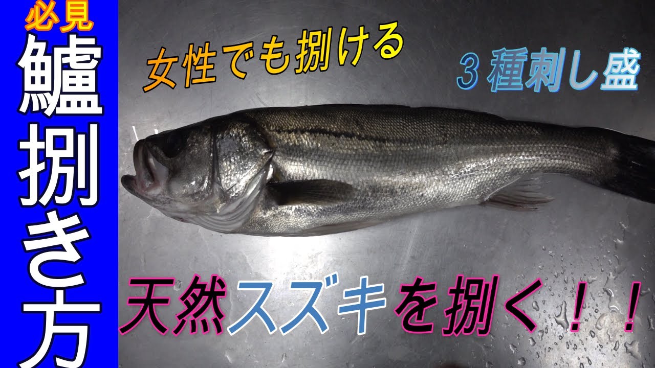 【天然スズキ】の捌きと３種のお刺身盛り合わせが最高すぎた！！！