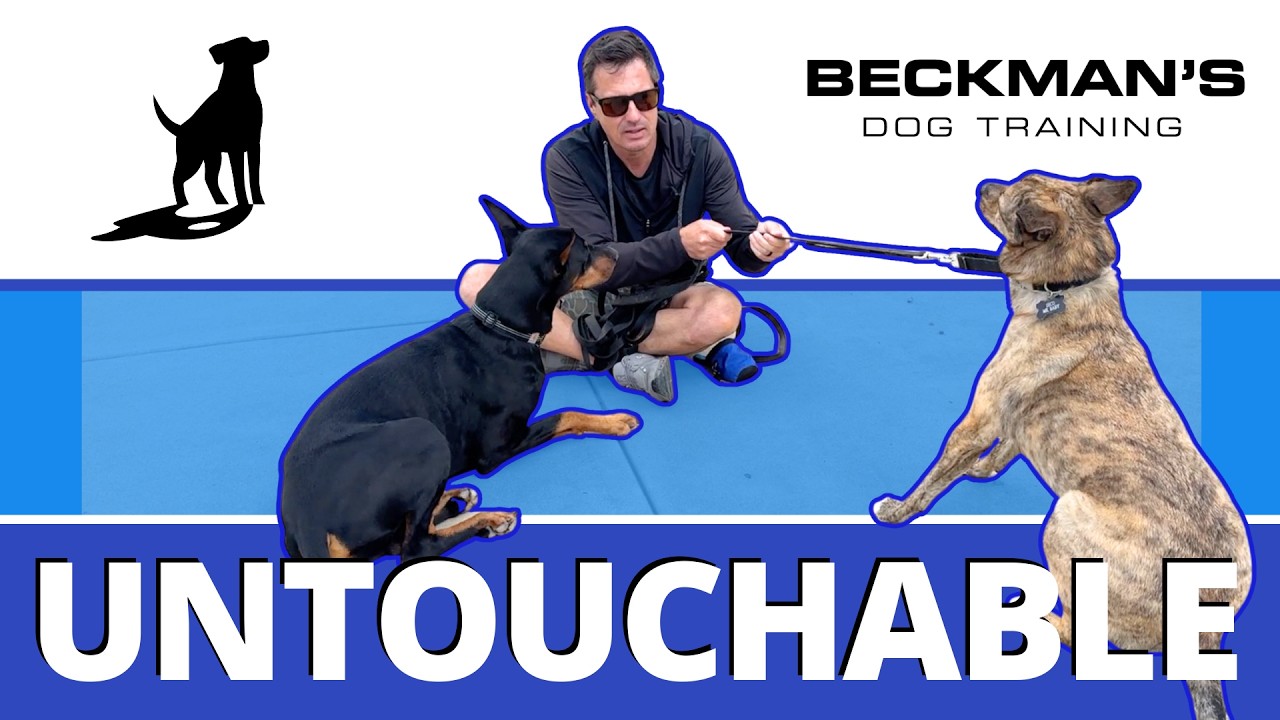 Если лакомства не помогают пугливой собаке, попробуйте это!