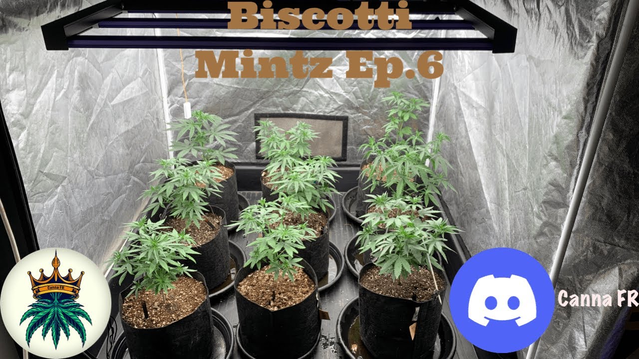 Biscotti Mintz Ep.6/13