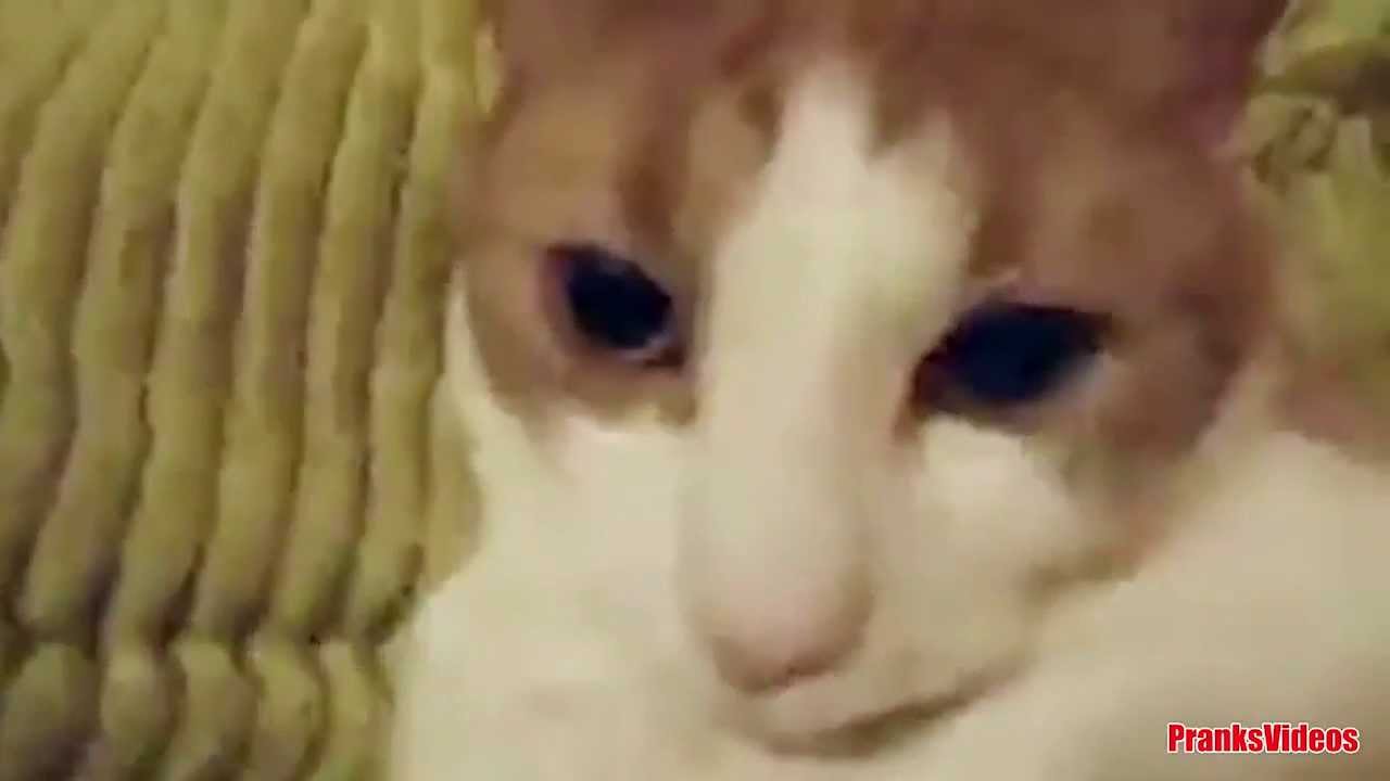 The Funny Cats Compilation 2013 May April EPIC Funny Crazy Cats