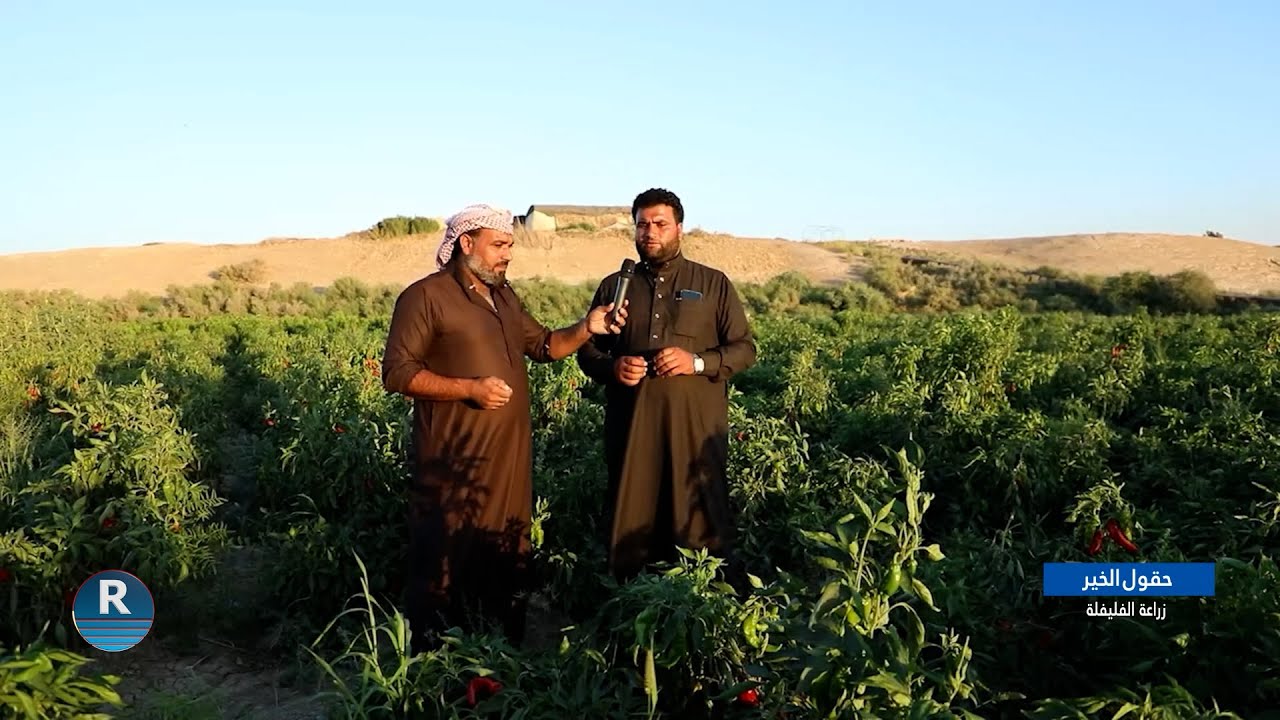 حقول الخير 14-9-2024   زراعة الفليفلة في ريف الرقة