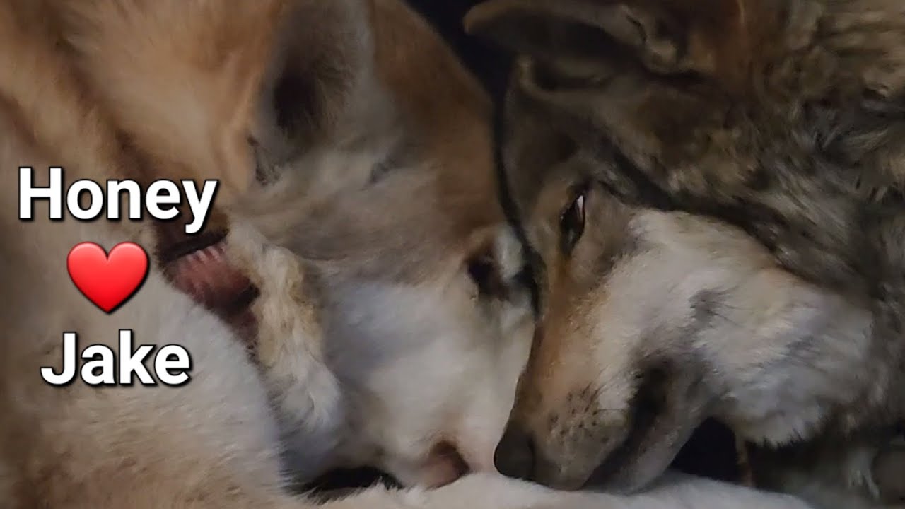 A Coyote Followed Us Home! #petwolf #wolfpup #wolfdog #honeythewolf