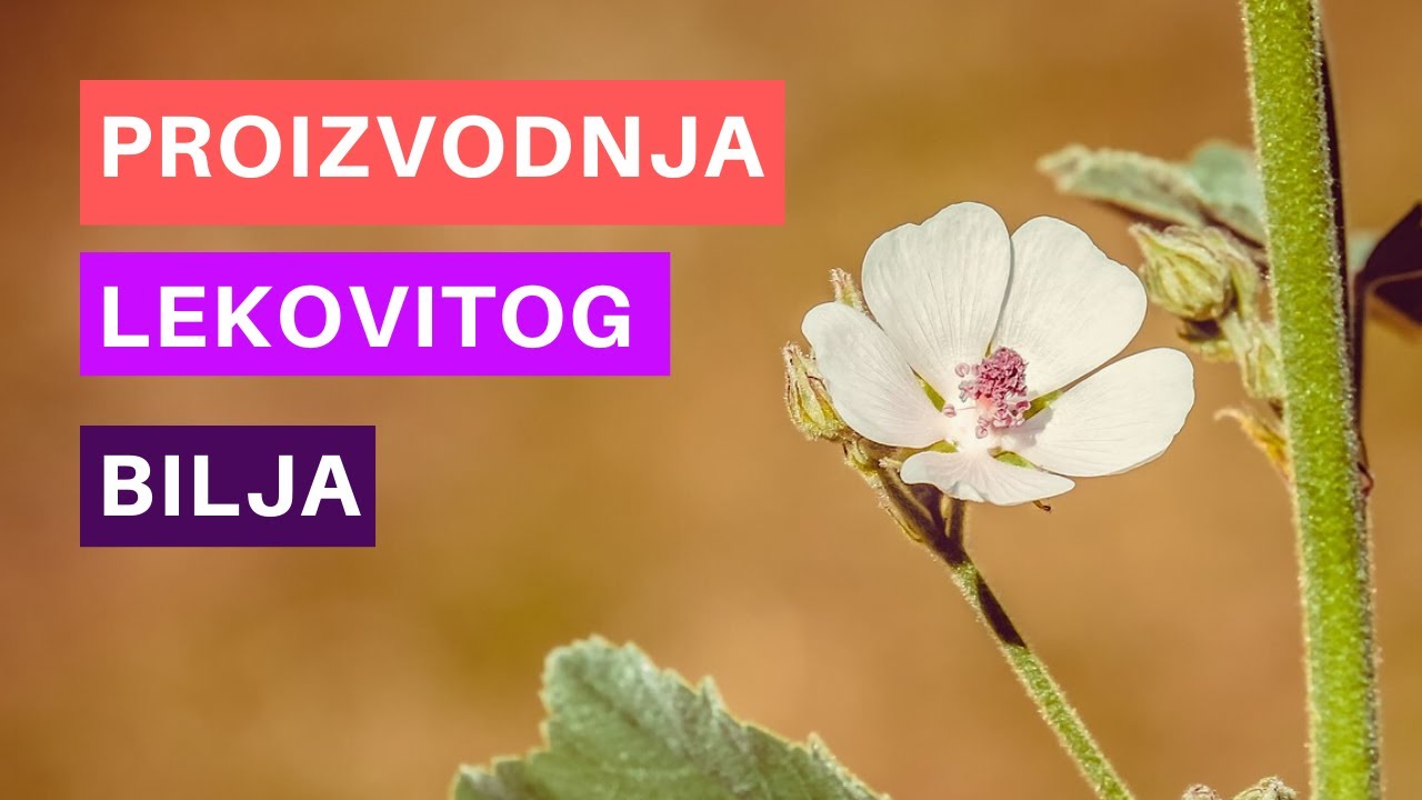 Najmirisnije Selo na Balkanu - Ovde Svaka Kuća Gaji Lekovito Bilje