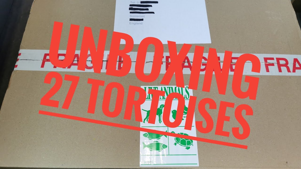 Unboxing Tortoises