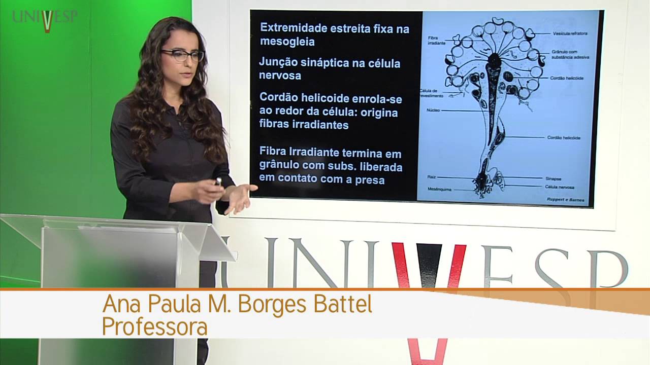 Zoologia de Invertebrados - Aula 5 - Filo Ctenophora