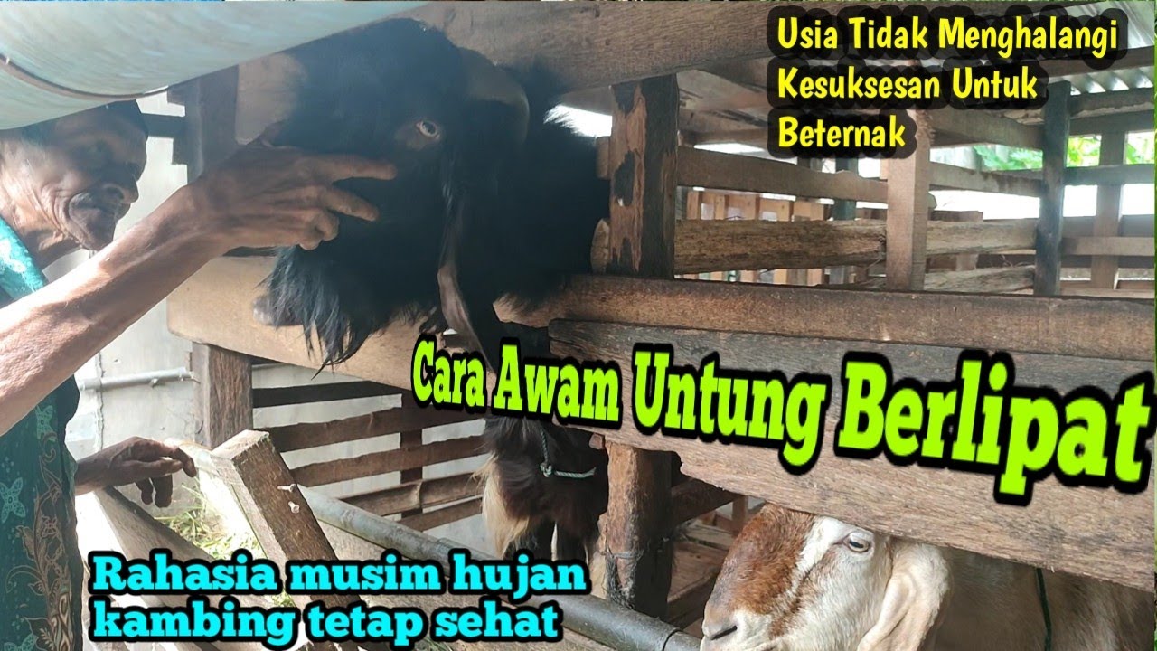 Tips Legends merawat kambing di musim hujan. Pasti kambing Sehat