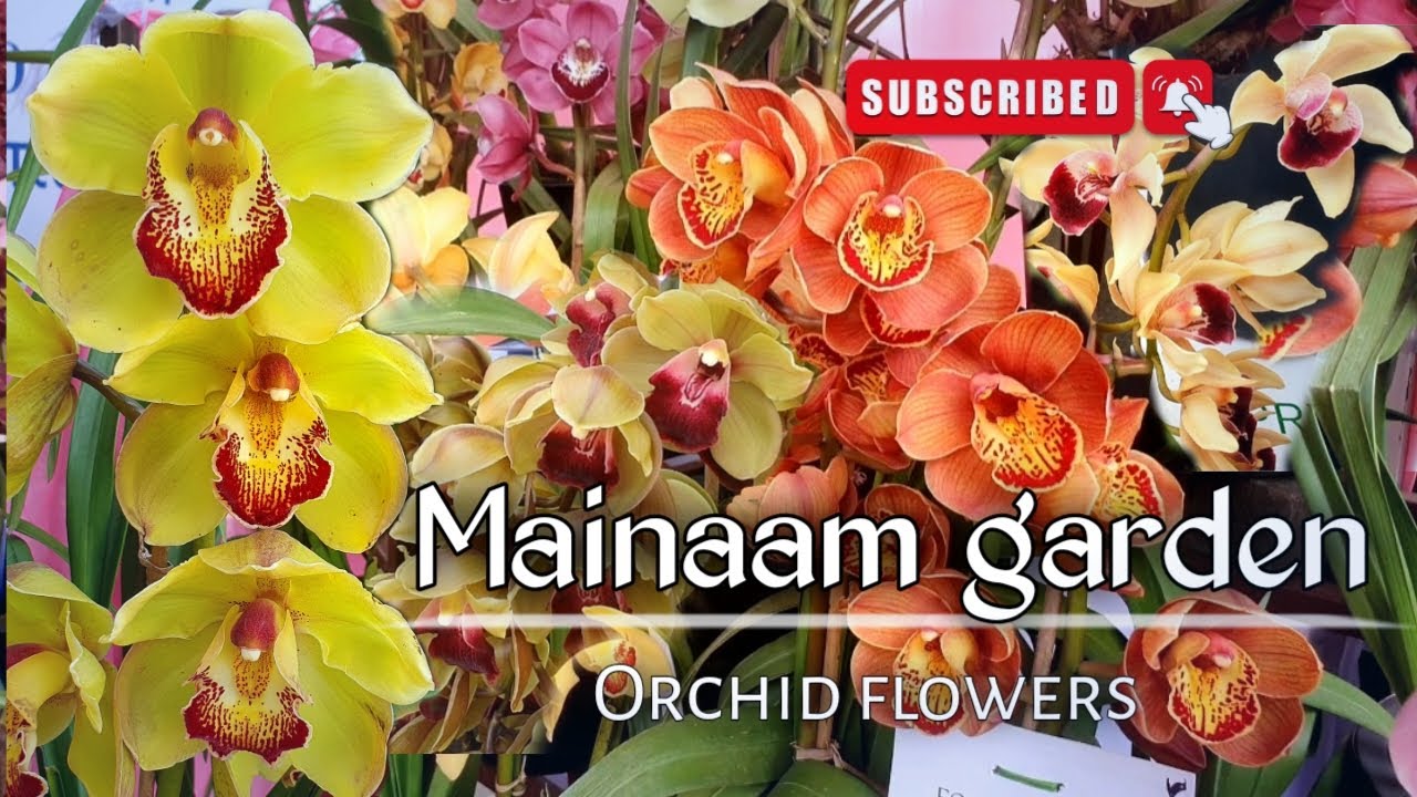 Mainaam Garden Cymbidium Orchids / Mimang Vlog //