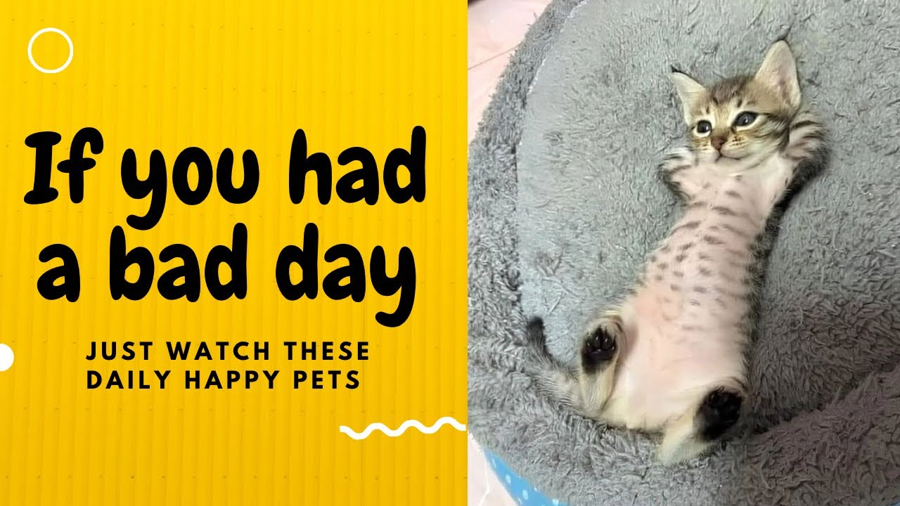 If you had a bad day, just watch these daily happy pets | Day 10