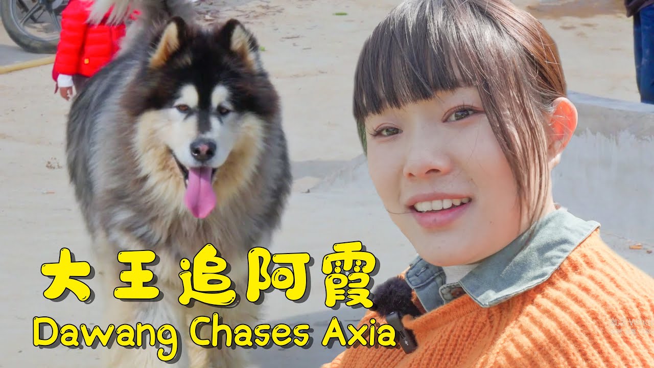 大王追车记！| The Tale of Dawang Chasing the Car! 【阿盆姐家的大王】