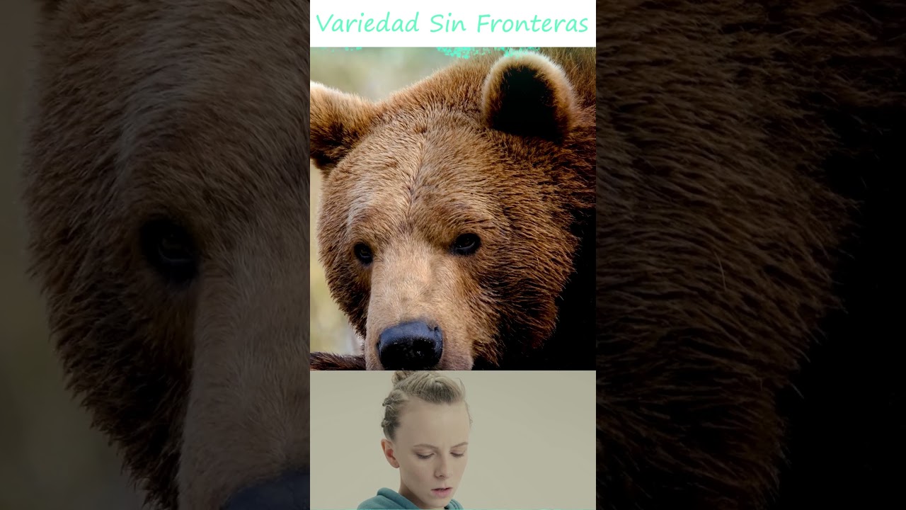 Gorila VS Oso - Variedad Sin Fronteras