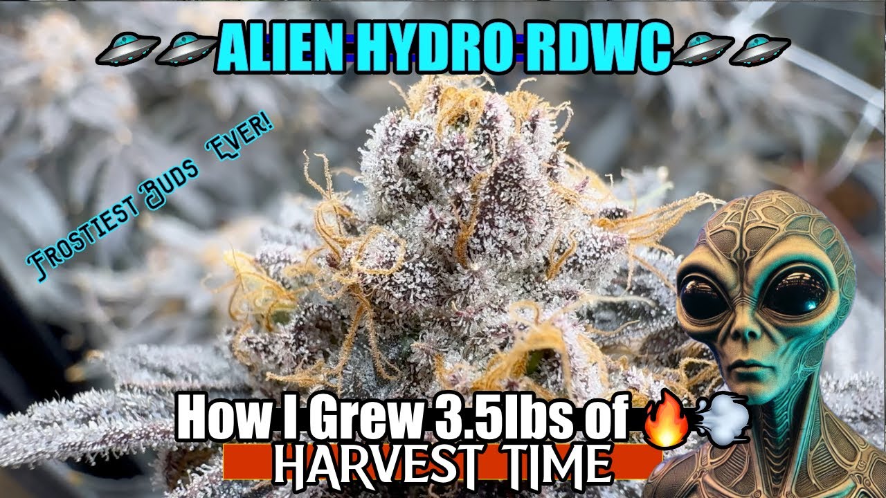 The FINAL Countdown! RDWC Harvest Time: Alien Hydro & The Frostiest Buds