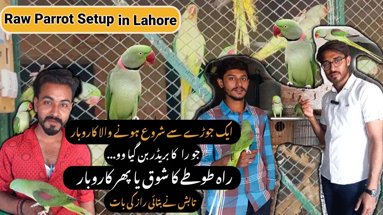 Raw parrot breeding setup in lahore | Parrots farming business idea | breeding setup in lahore |Fida
