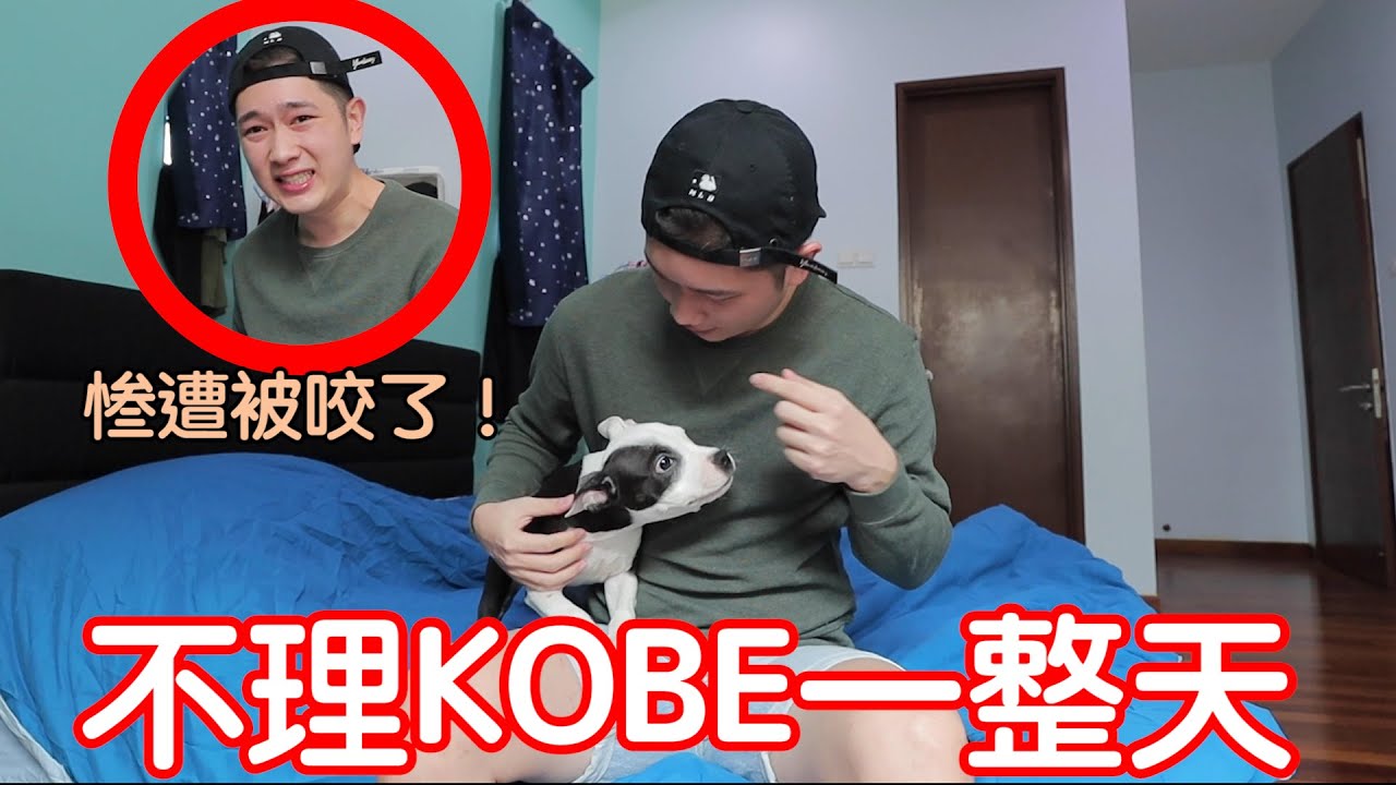 不理kobe一整天结果惨遭被咬！狗狗的性格越来越凶了～