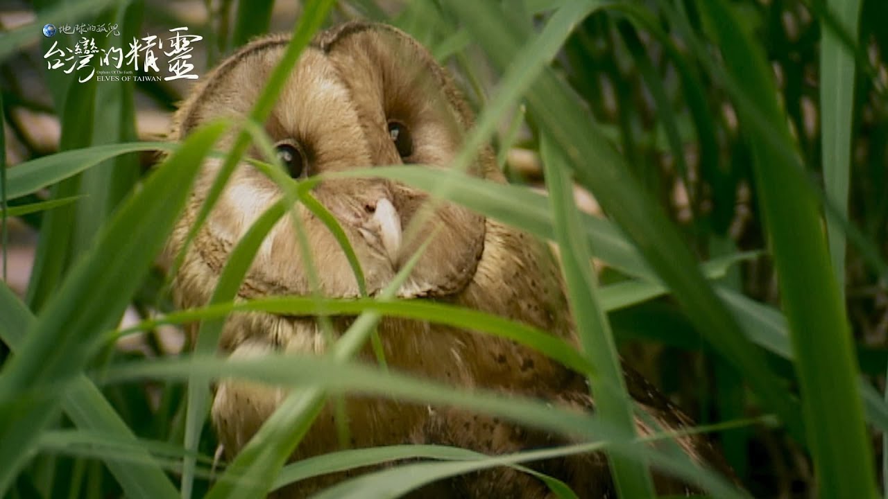 《地球的孤兒:台灣的精靈》台灣草鴞：台灣最稀少瀕危的神隱精靈 預告片