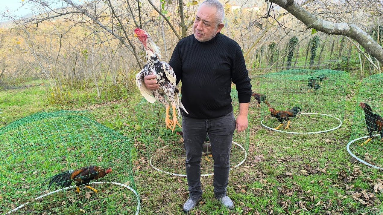 Bugün Ordu'da Tanınan Horozculardan Peynirci Hakan Bey'i Ziyaret Ettik.