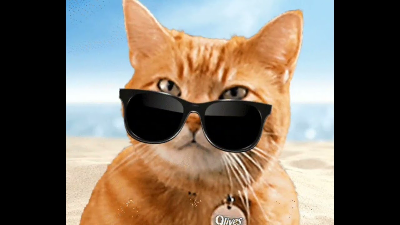 Portugal. The Man - What, Me Worry? (Cat Video)