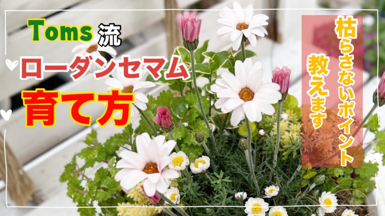 「ローダンセマム」「育て方 」これやっとけば枯れませんを詰め込みました🤗