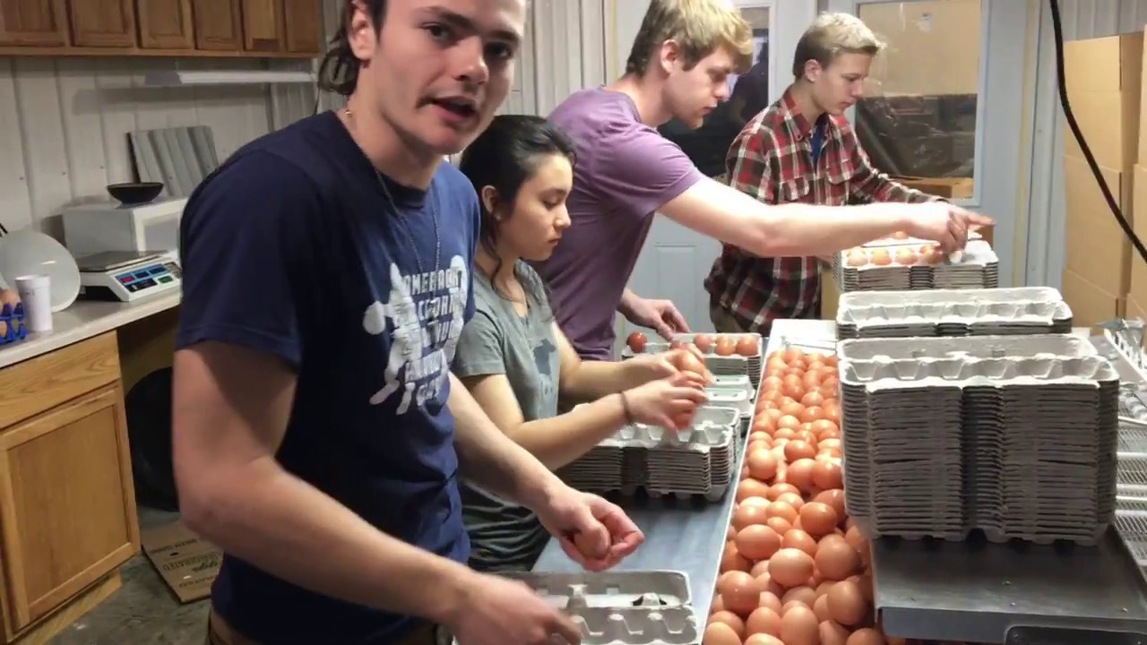 Как мы моем 5000 яиц в час