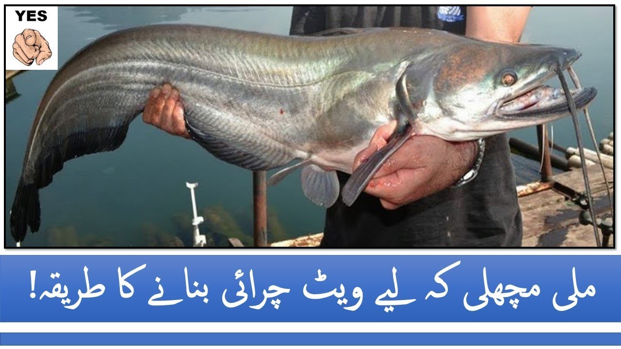Mali / Wallago Fish attraction best bait (Only For Pakistan - Indian & Bangladesh Sweet Waters)