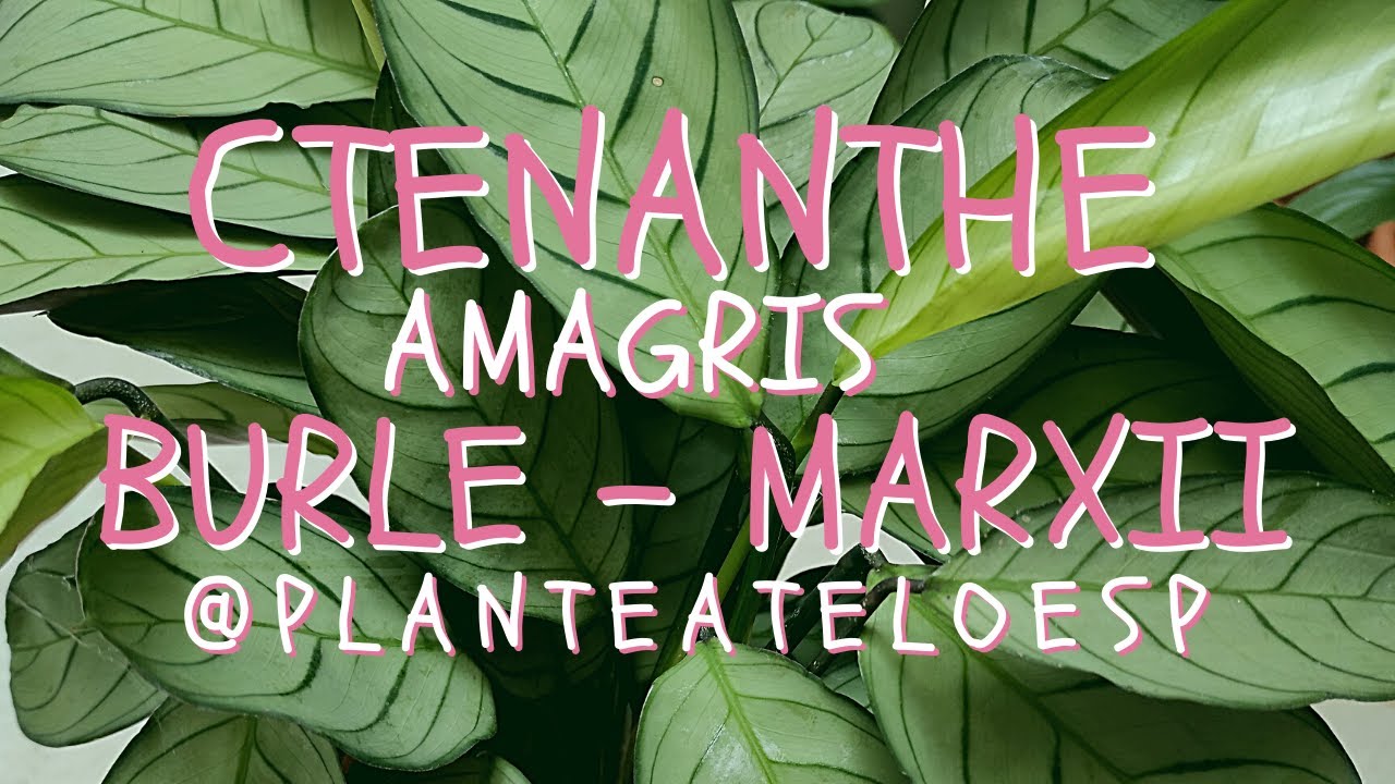 🐠 Ctenanthe Burle-Marxii Amagris, Espina de Pescado: cuidar plantas de interior en 5 minutos 🐠