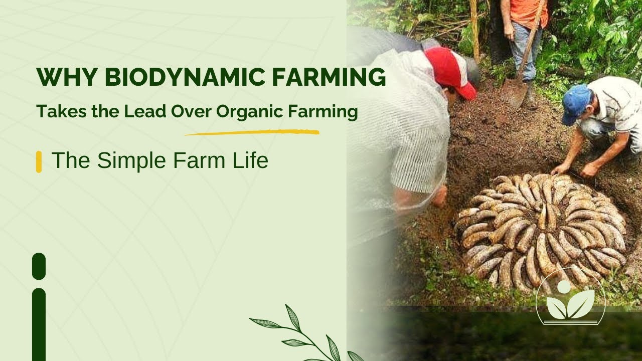 Why Biodynamic Farming Takes the Lead Over Organic Farming