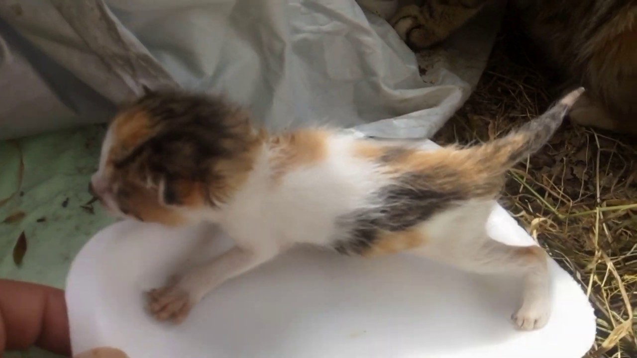 Котенок, зовущий свою маму, очень голоден