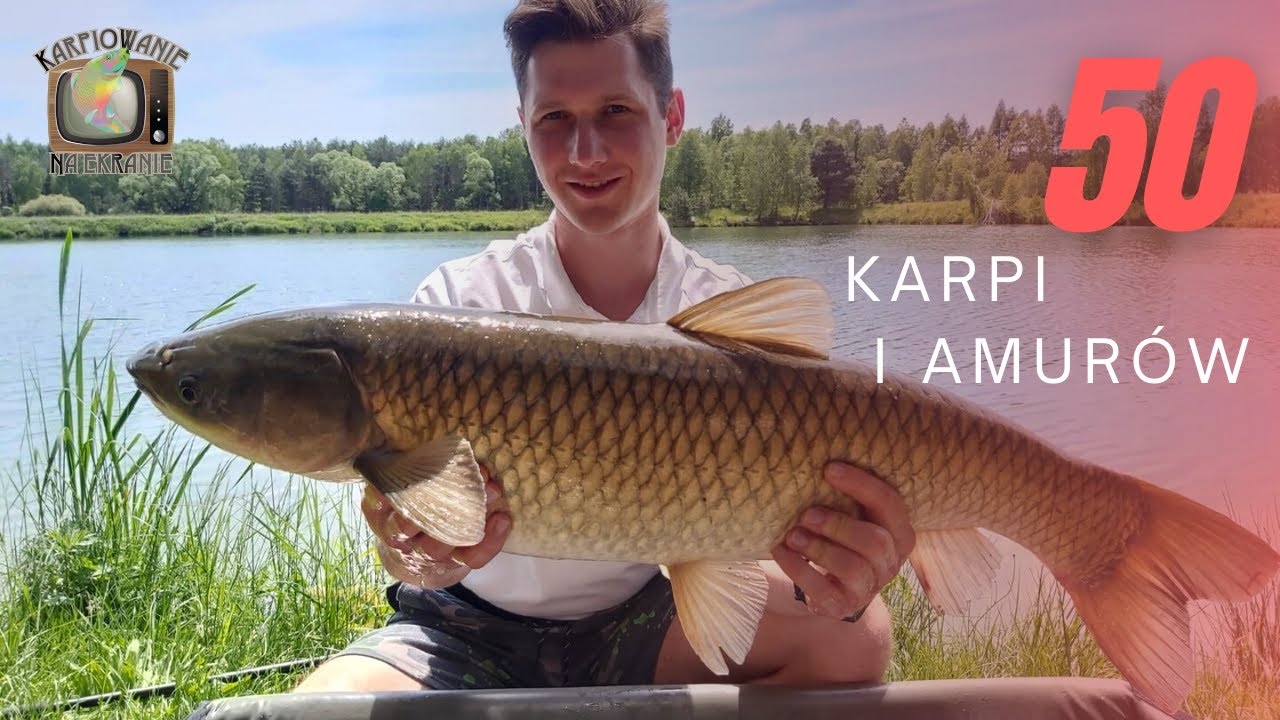 50 karpi i amur&oacute;w na jednej zasiadce | Jak to możliwe?! - ŁOWISKO ZASTAWIE