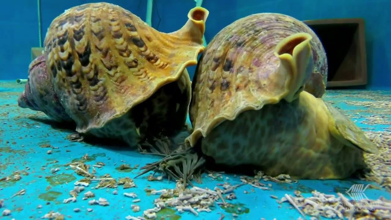 Triton Trumpet Snail (Charonia tritonis) and Crown of thorns Starfish (Acanthaster planci)