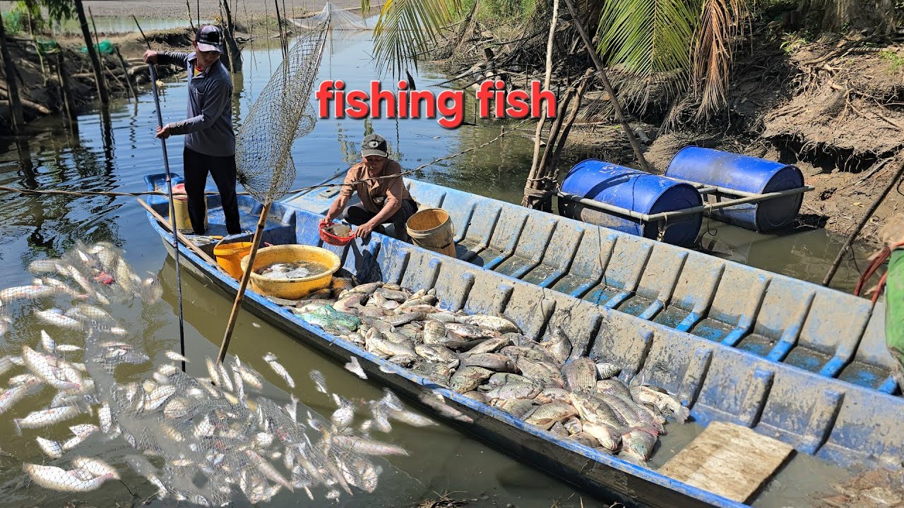 Kích Cá Gặp Bầy Cá Rô Biển Khủng Loại Nhất Xấp Tiệc Chủng | Fishing Fish