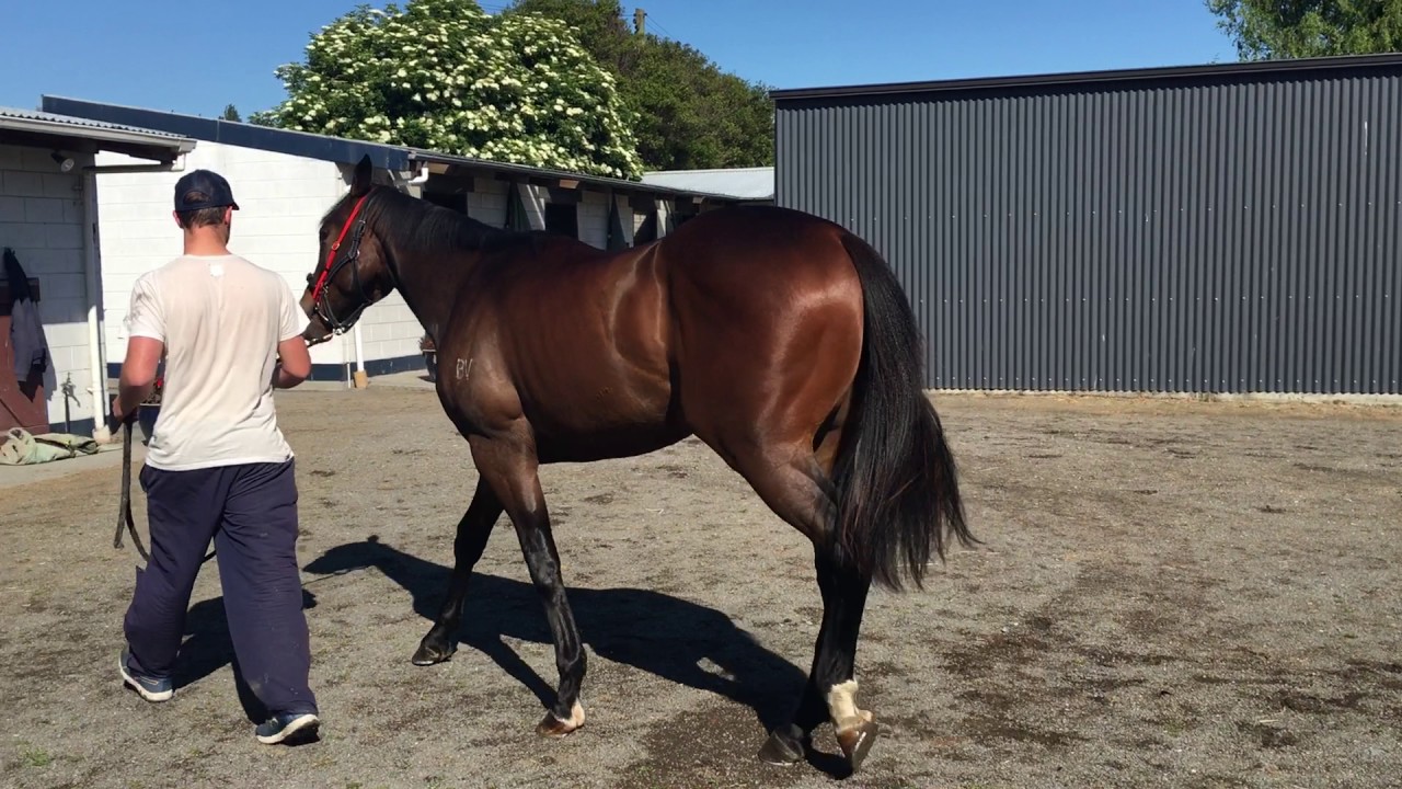 Roc de Cambes x Goody Two Shoes two-year-old