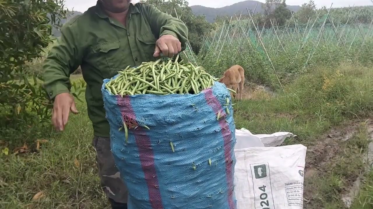 Sau siêu bão vẫn còn được hái , đậu cô ve @duythanhvlog2562 