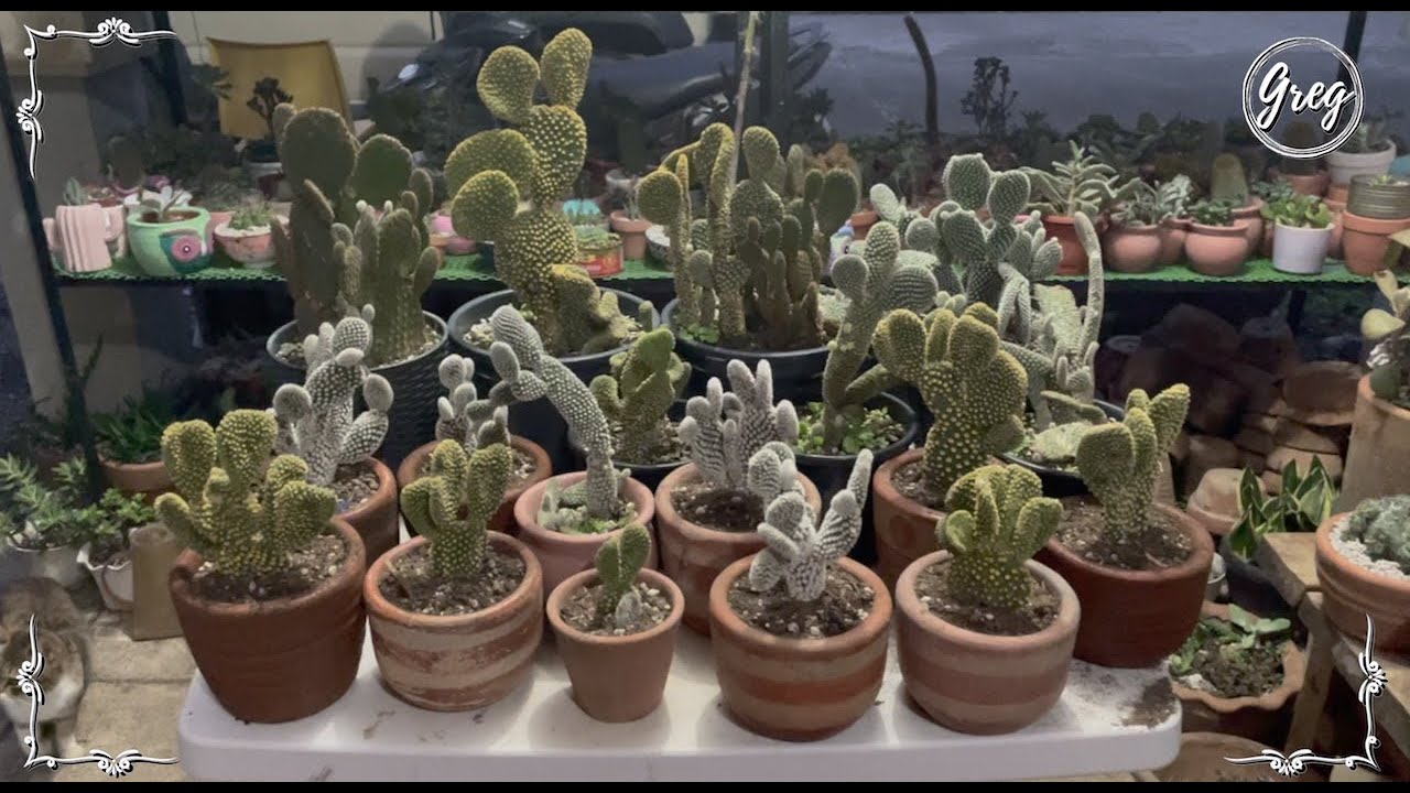 053 | Bunny Ears, Angel's Wings Cactus (Opuntia microdasys) | Repotting