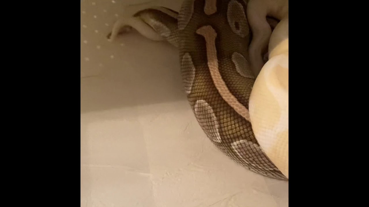 How to breed ball pythons | 