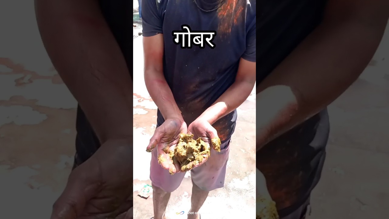 Holi with cow dung Happy Holi 😁😁 #shorts #youtubeshorts