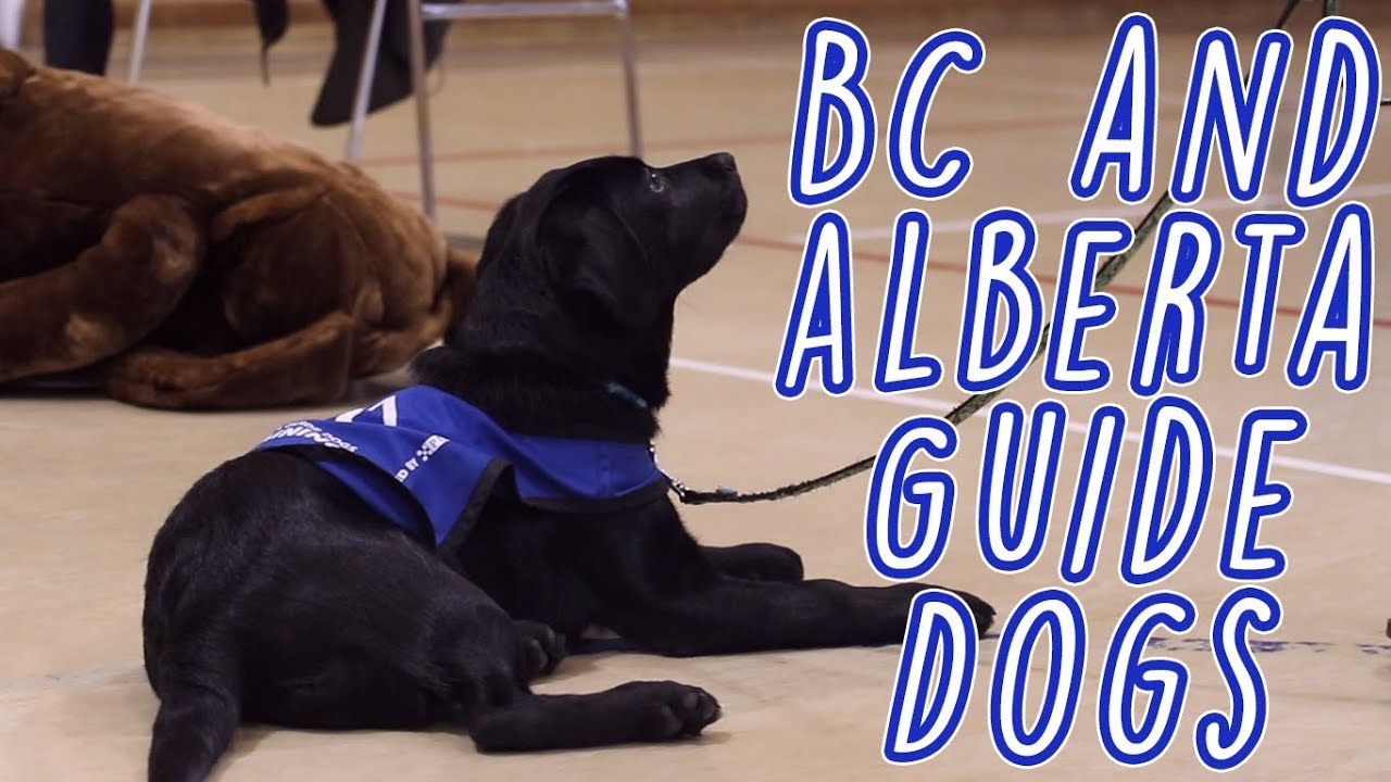 BC and Alberta Guide Dogs