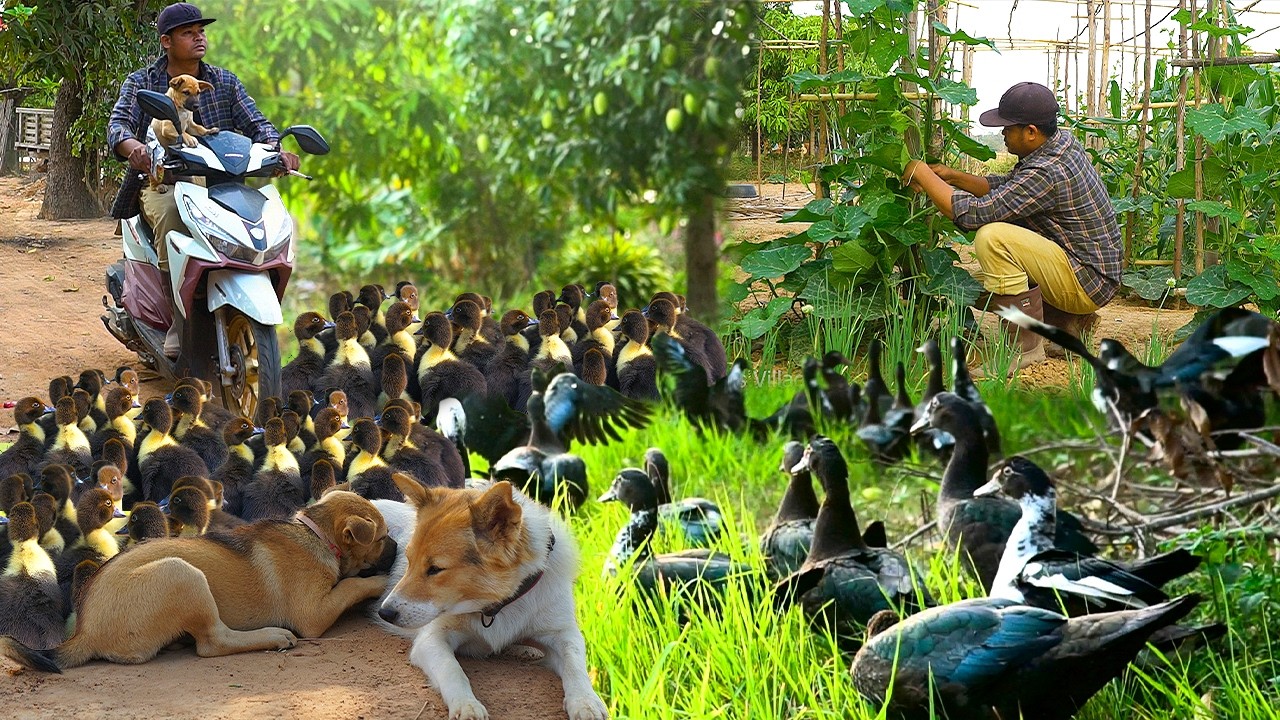 Peaceful Farming Life | How to Raise Muscovy Ducks for Beginners