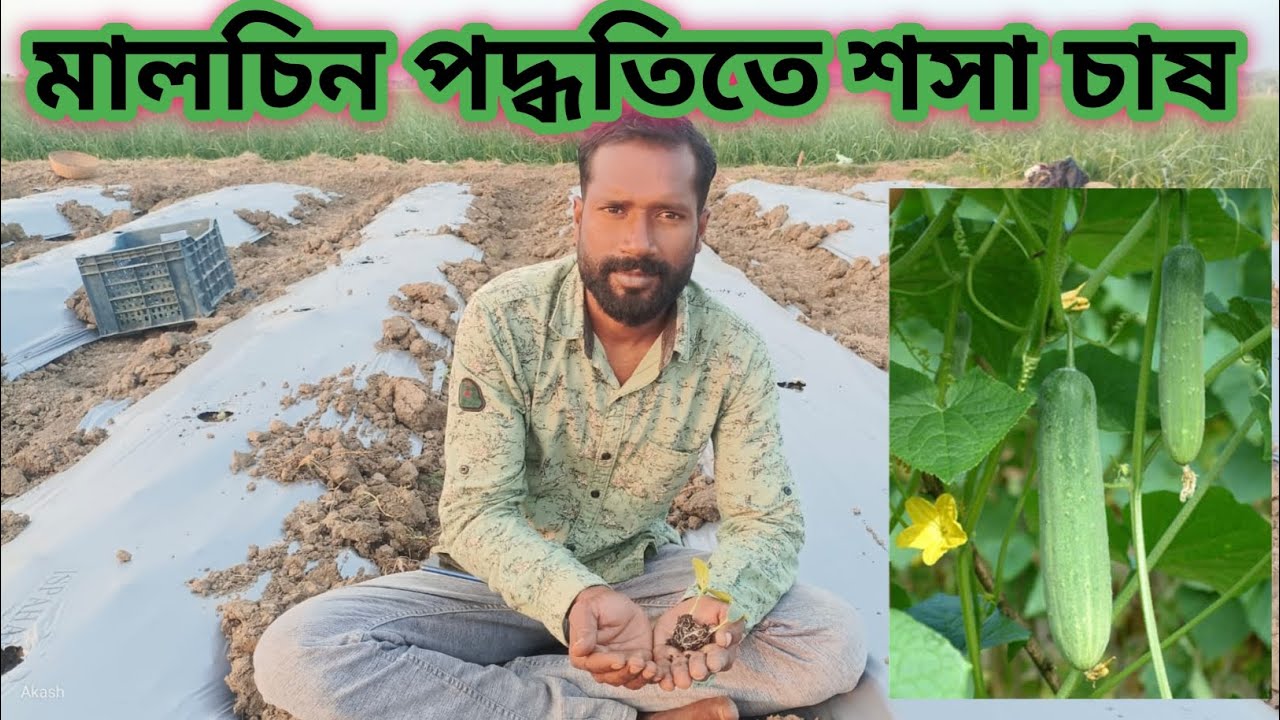 মালচিন পদ্ধতিতে শসা চাষ,,