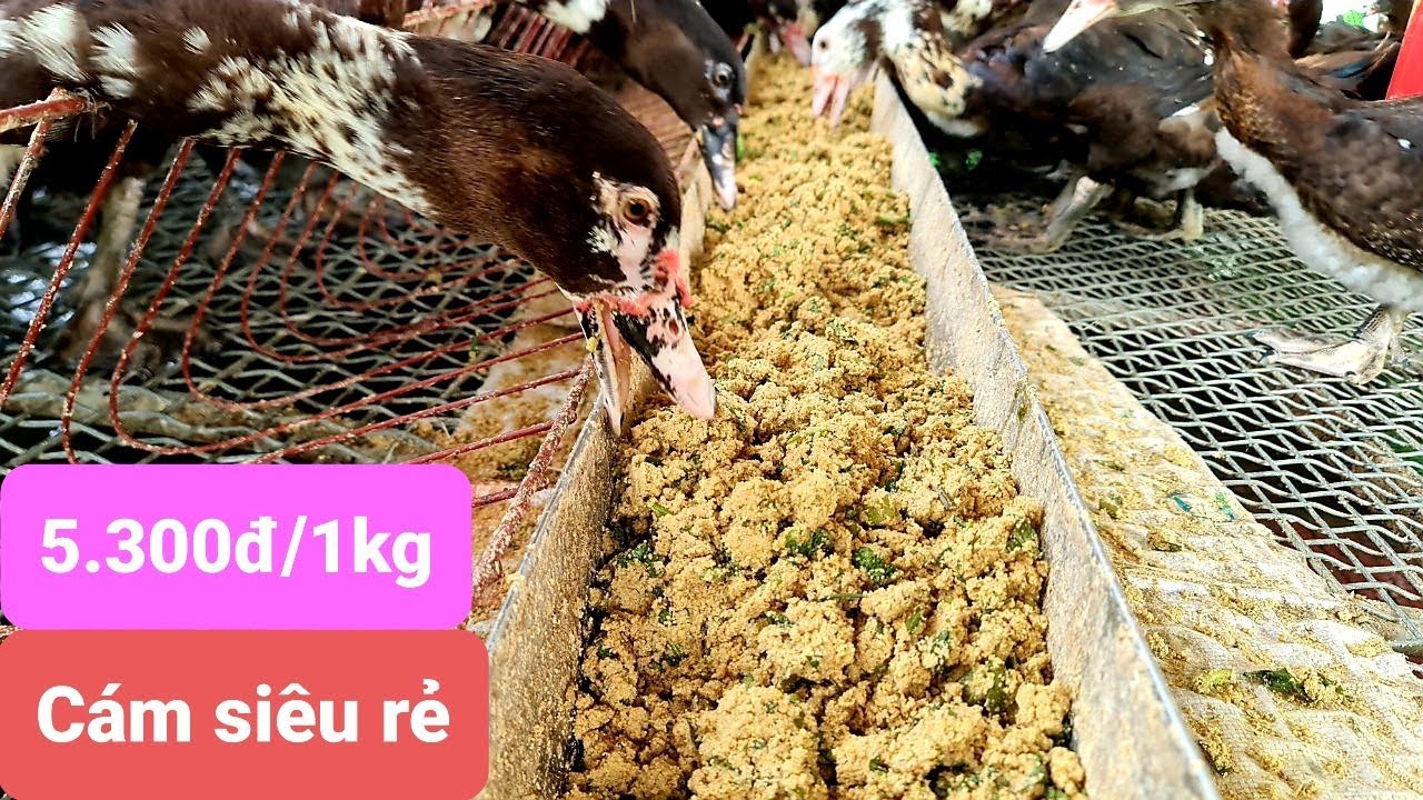 Hướng dẫn chi tiết làm cám cho vịt ngan siêu rẻ, chất lượng