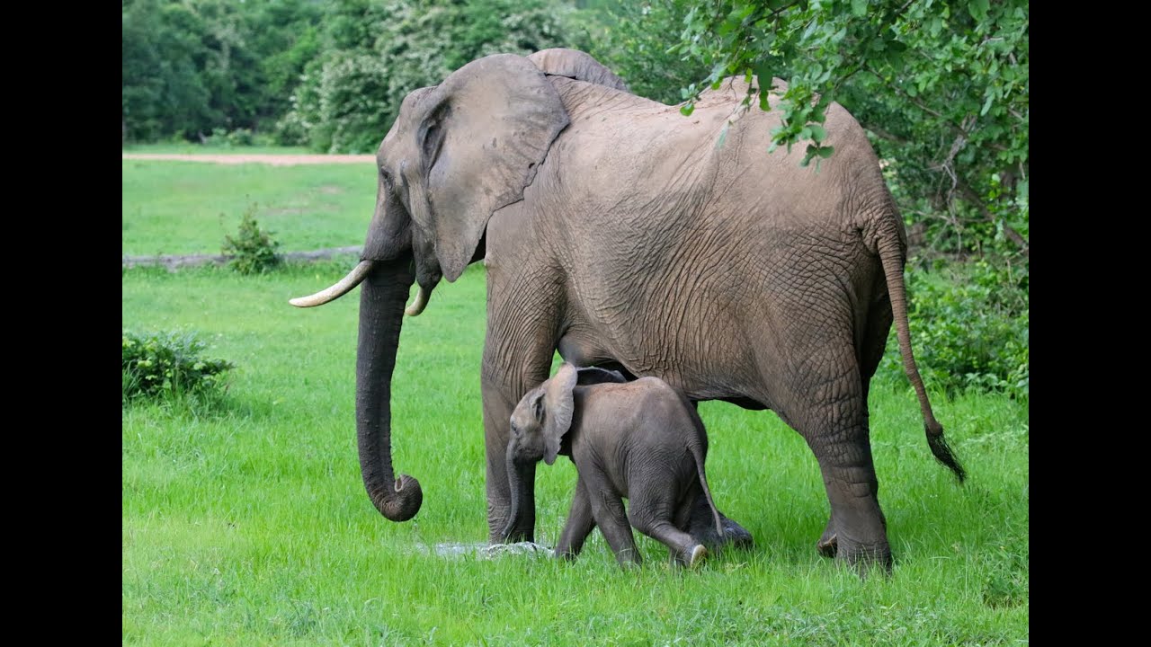 Tiny baby elephant