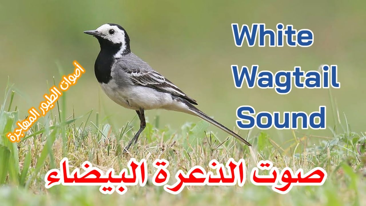 صوت الذعرة البيضاء (أبو فصادة - قرقزانة) | White Wagtail Sound