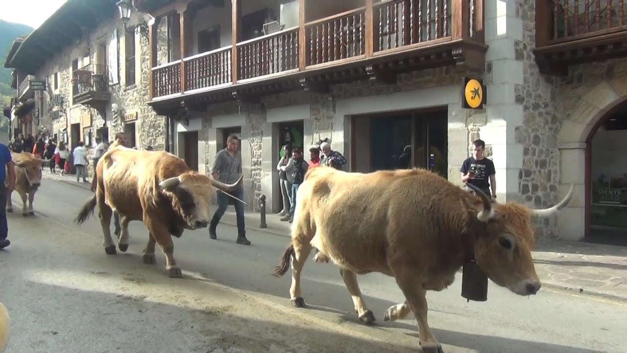 Ganado por Potes  Liébana 02 11 2022