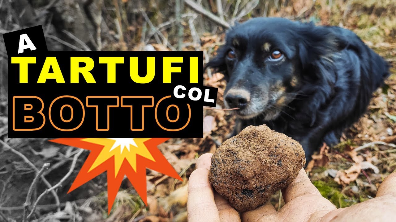 A TARTUFI col BOTTO 💥  (il 31 Dicembre!) -  Le avventure di Akela e il Branco (Episodio 15)