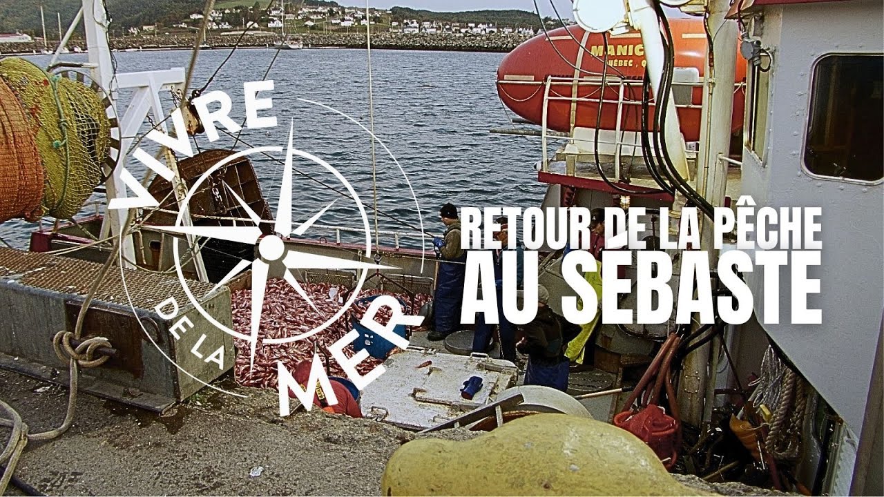Vivre de la mer: Retour de la pêche au sébaste