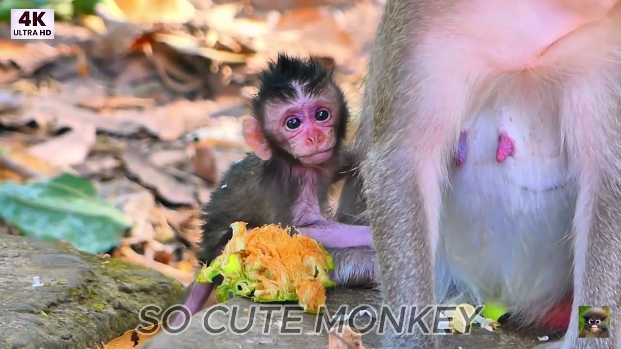 ...SO CUTE MONKEY...!