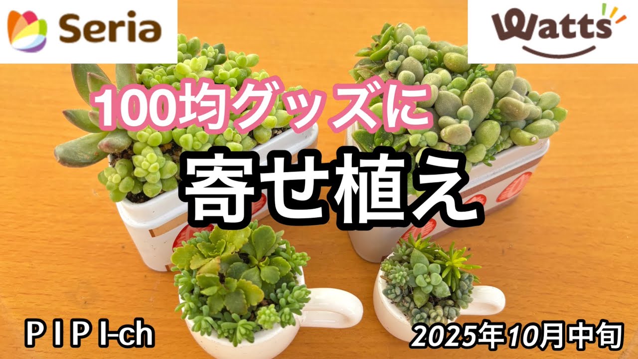 Я сделала групповую посадку с товарами от Seria и Watts 😊 [Суккуленты]