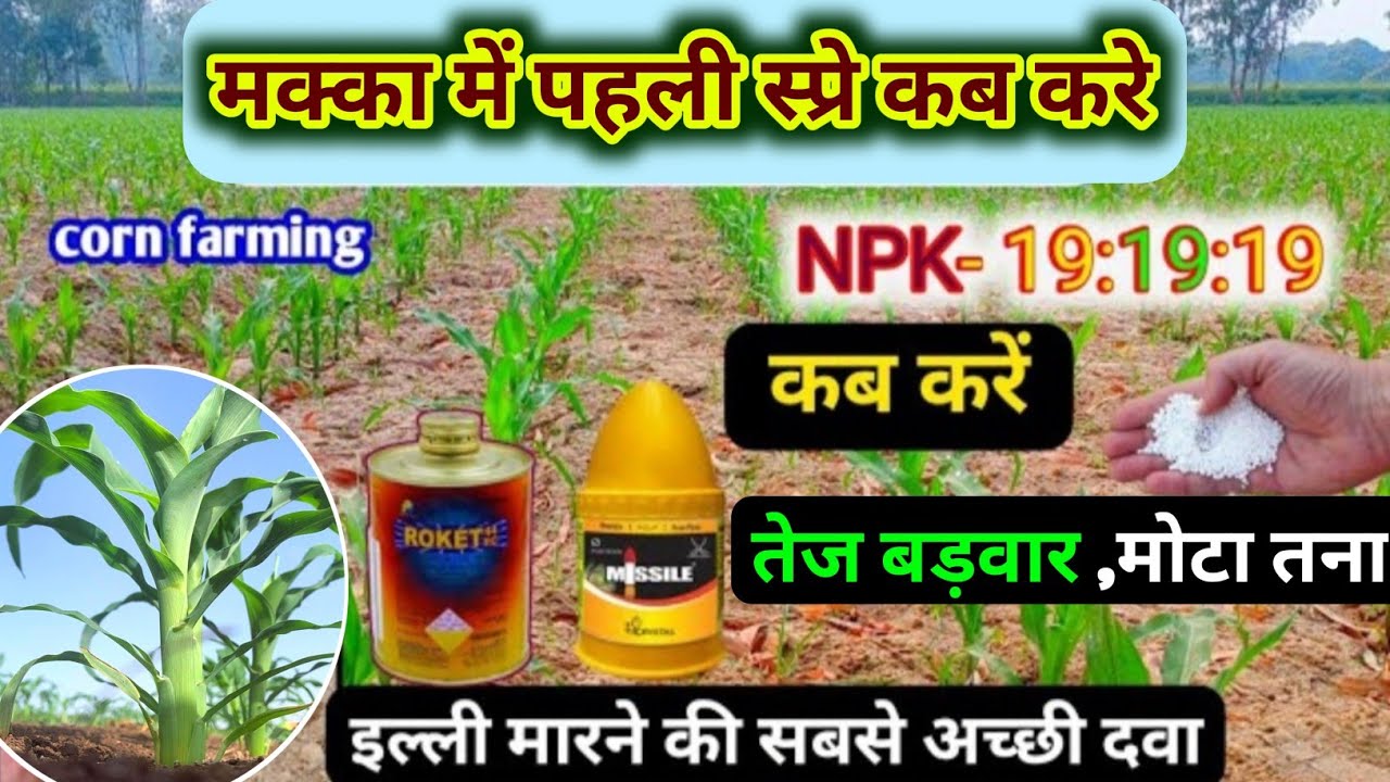 मक्का में पहली स्प्रे कब और कौन सी करें।। मक्का में इल्ली का कंट्रोल कैसे करें। makka ki kheti