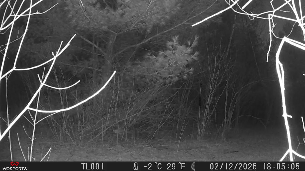 Deer Camera trail 02/12/26