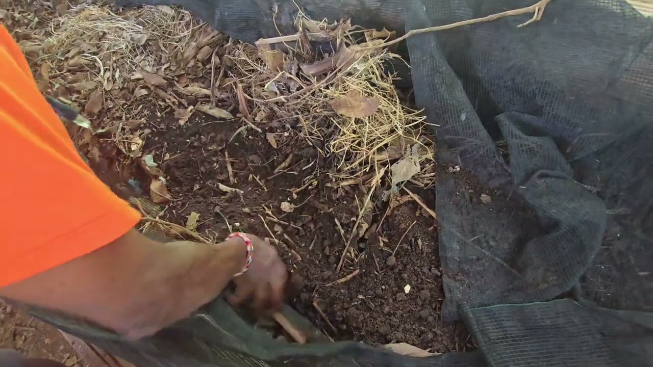 Plantas Que Curam ? Projeto agroecológico