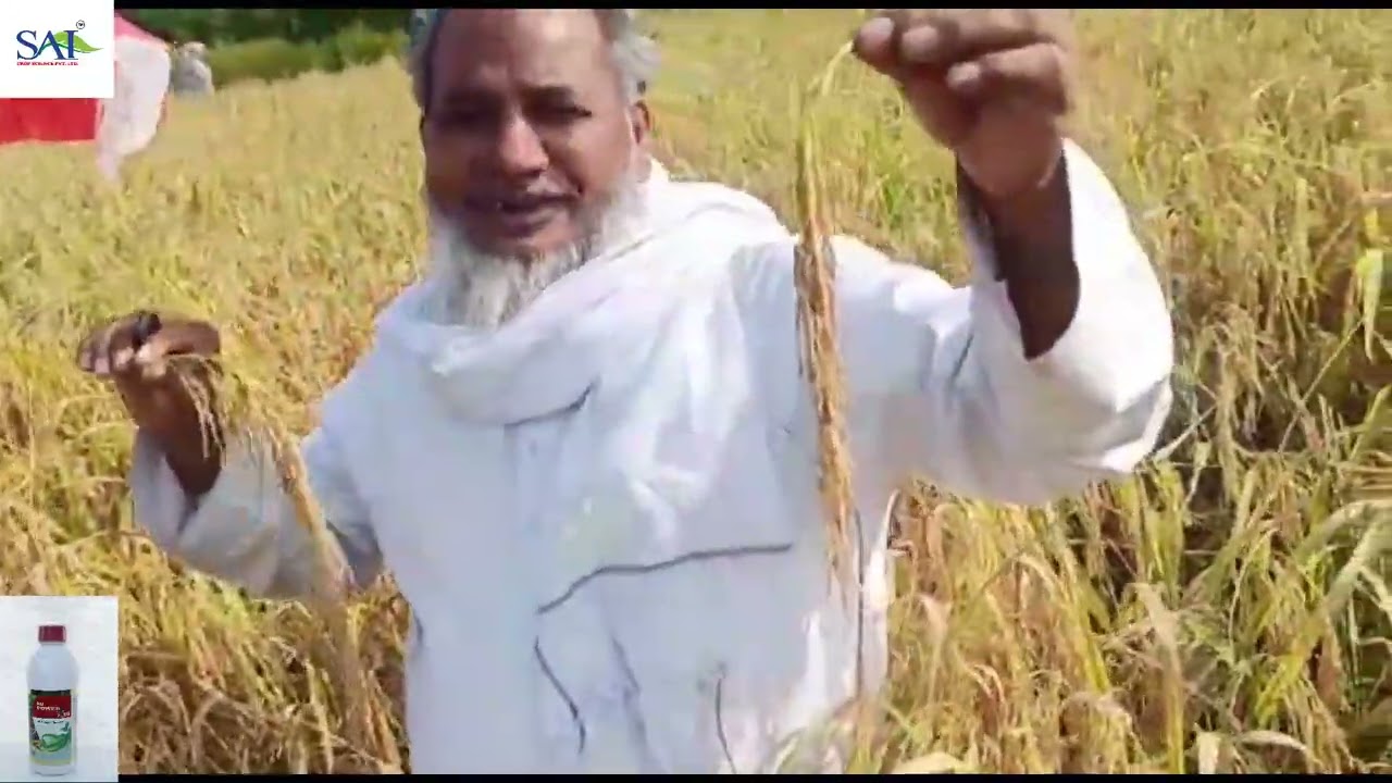 panicle initiation stage